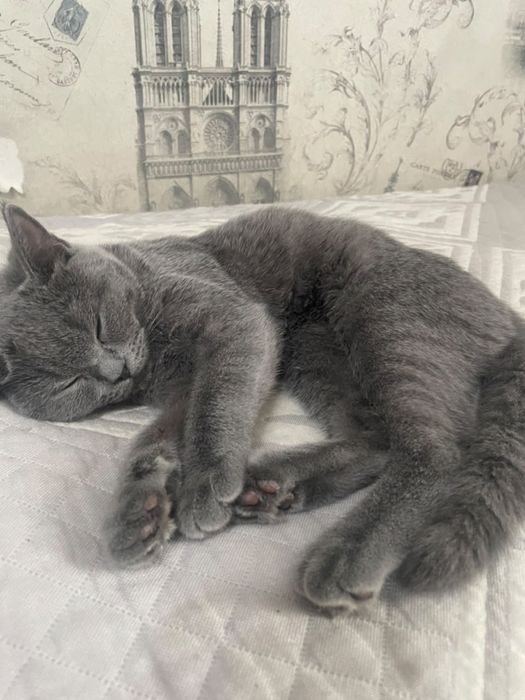 Продам британского котенка