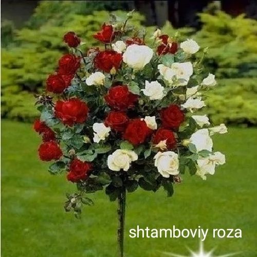Indiski siren, shtamboviy roza,oleandr, drok, bexigul, forzitsa.