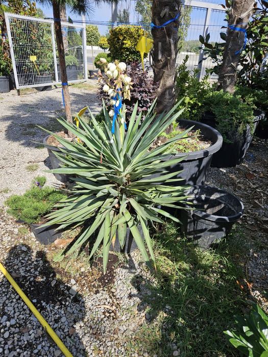 Vindem yucca de mai multe specii