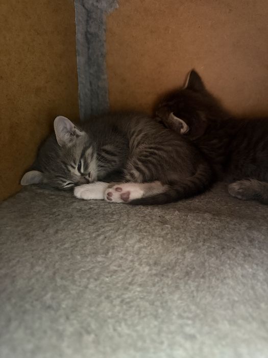 Отдам котят в добрые руки