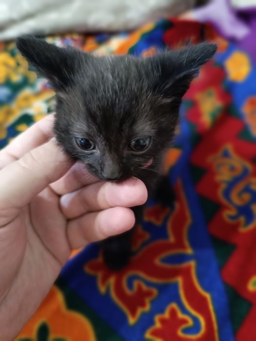 Отдам сереньких котят