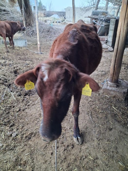 Гуножин сотилади