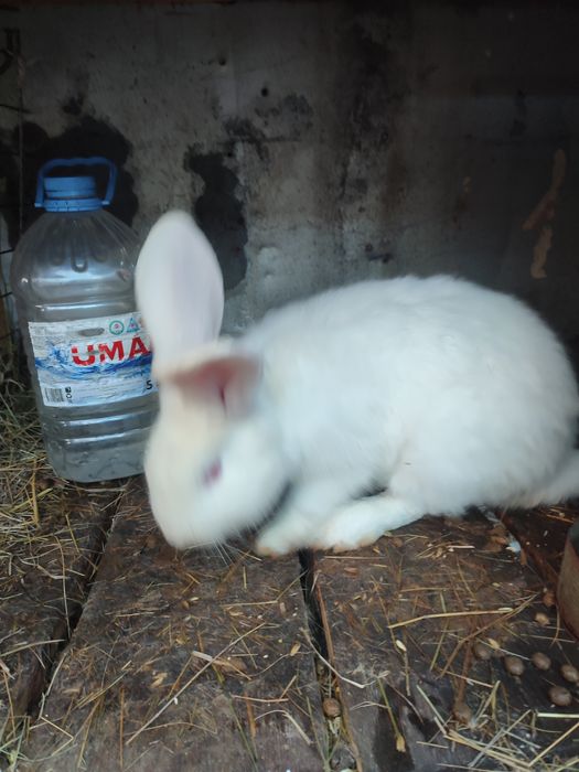 Продам кролов 5. Месяцев