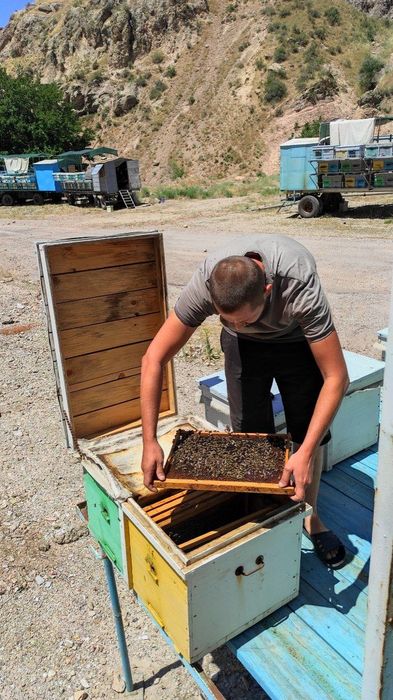 Пчеличное маточное молочко