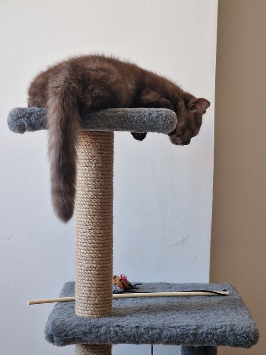 Породистый Британский кот