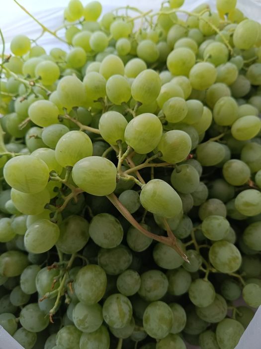 Продам белый домашний виноград