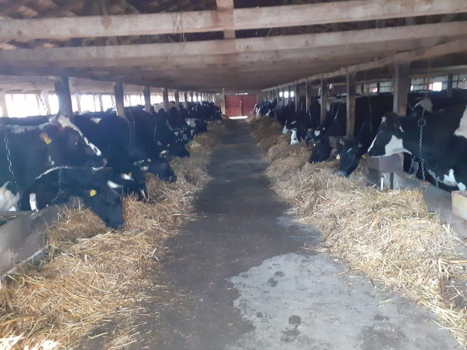 Vand 10 vaci fatate si gestante înscrise în Cop