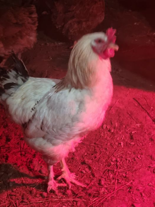 Cocos si gaini de vanzare