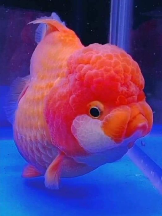 Золотые рыбки Жемчужены Оранда Телескоп Оранда Красная шапочка