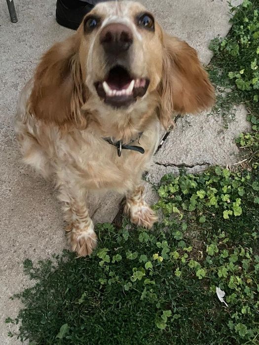 Русский охотничий спаниель