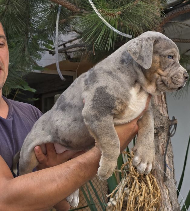Американско були ХЛ/American Bully XL