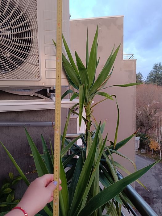 Стайни и градински растения