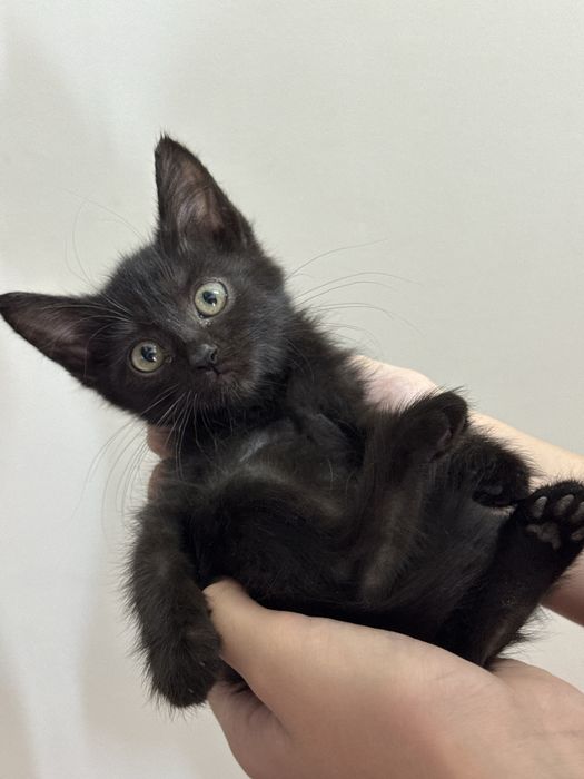котенка в добрые руки