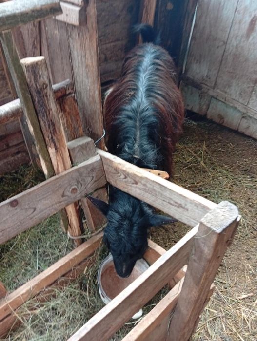 Vând CAPRE bune de Tinut