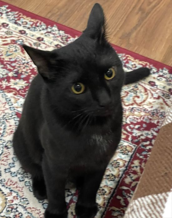 Пропал черный кот зовут Саймон