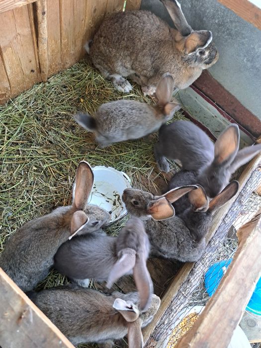 Vând iepurași  crescuți natural