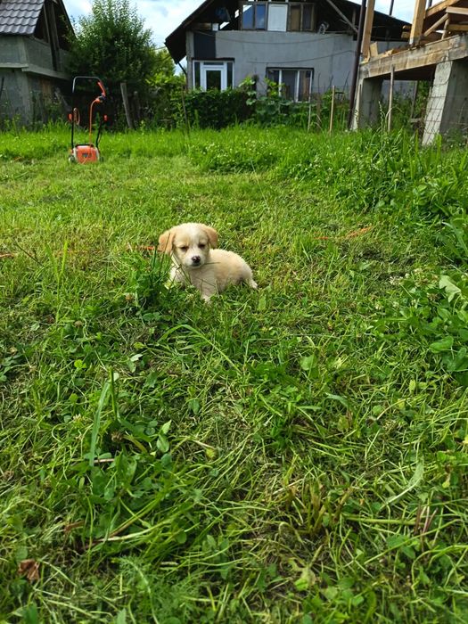 Adoptie pui caine