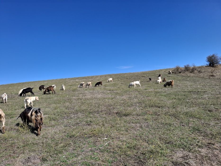 Натурално козе мляко