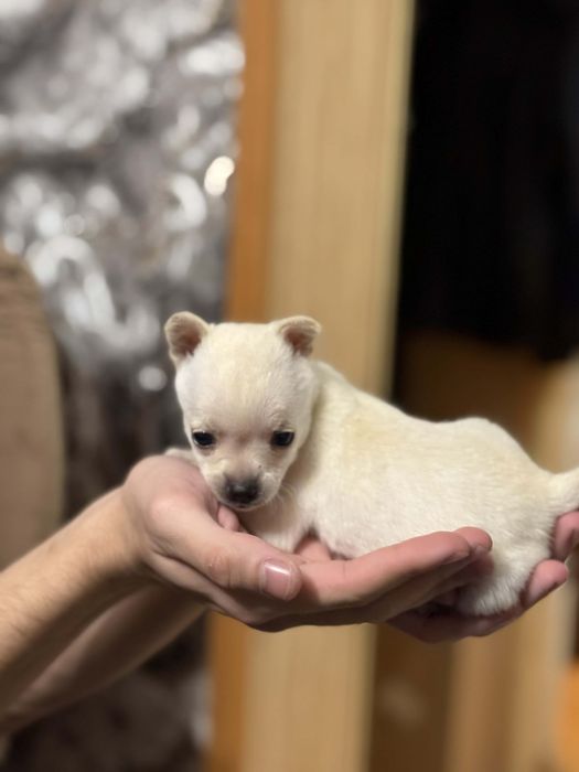 ПРОМО!!! Чихуаха