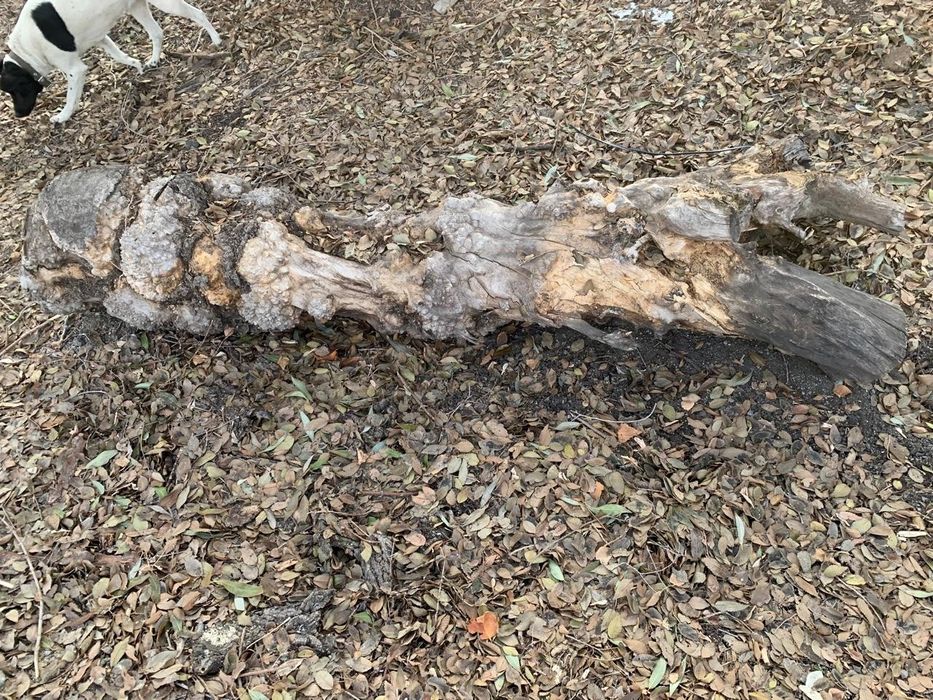 Древесина карагача