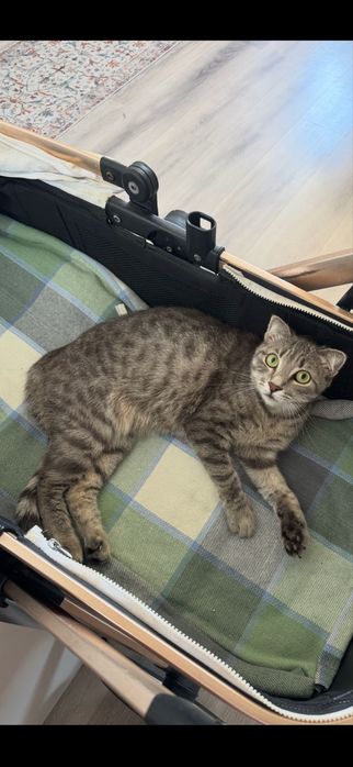 Отдам кошку в добрые руки