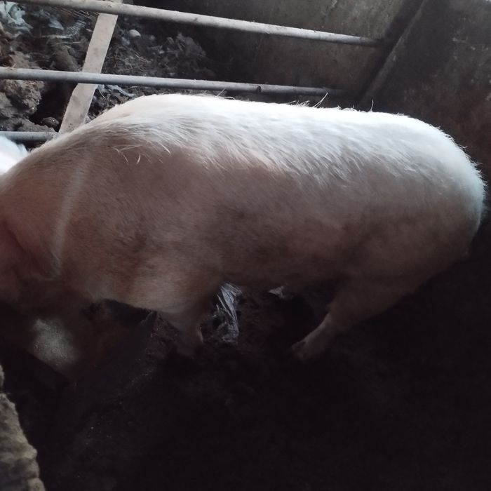 Продам кабана на племя