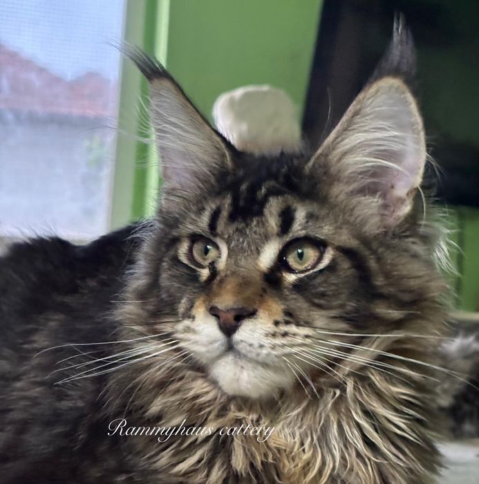 Felisa autorizata WCF, vinde pisoi cu pedigree, rasa Maine coon