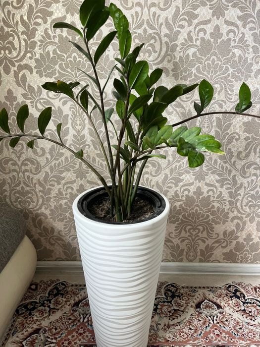 Замиокулькас (доллар)