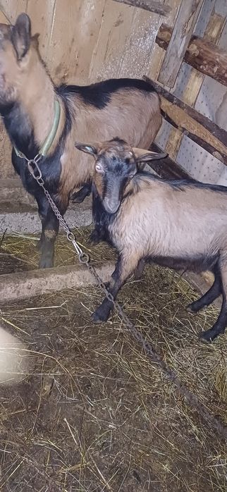 Țapi alpinism francezi originali