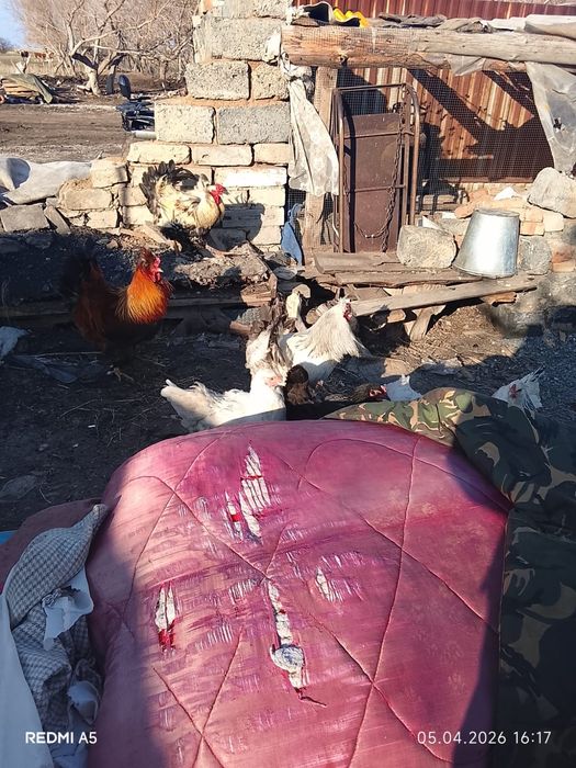 Петухи брама продам