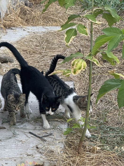 Отдам котят в добрые руки