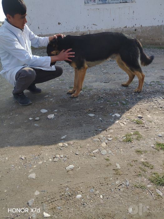 Veterinariya xizmati