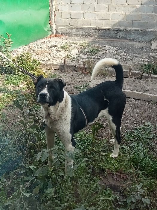 Алабай сатылады жаксы ИТ