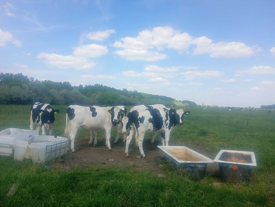 Animale vaci de lapte