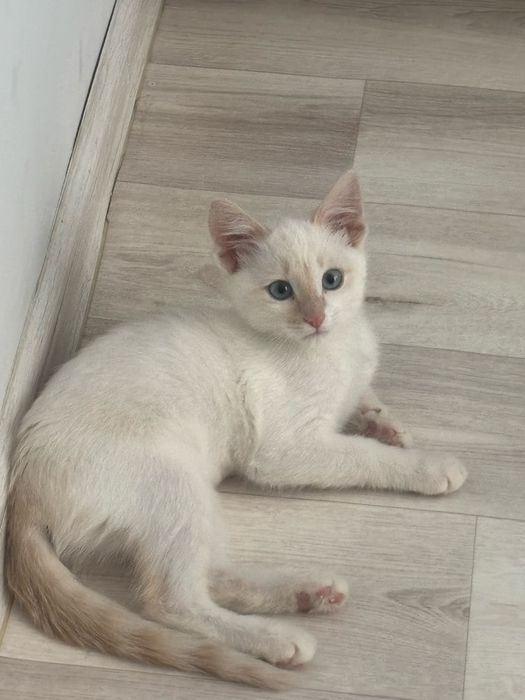 Котенок девочка, возраст 3 месяца