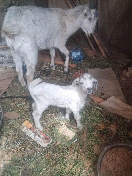 Ешки еркек лагымен