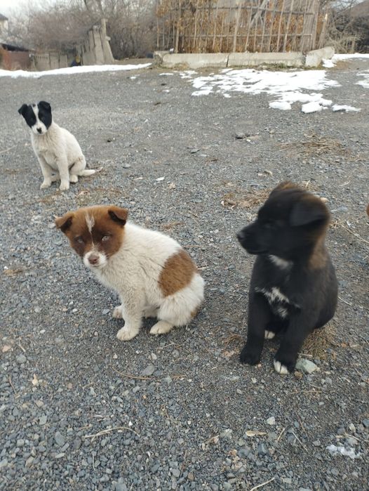 Пристраиваются щенки в добрые руки