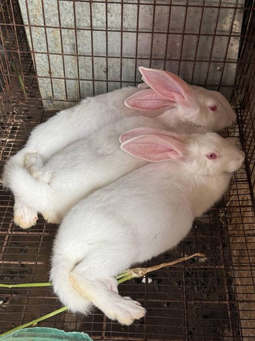 Xikol parodali quyonlar sotiladi