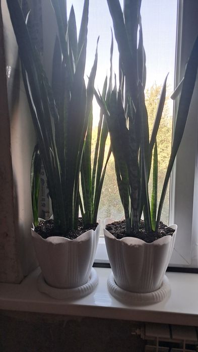 Продаются комнатные растения.