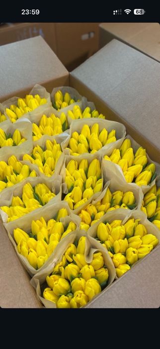 Беларусские тюльпаны