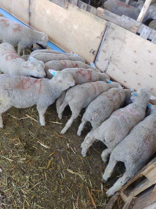 Агнета Ил дьо Франс