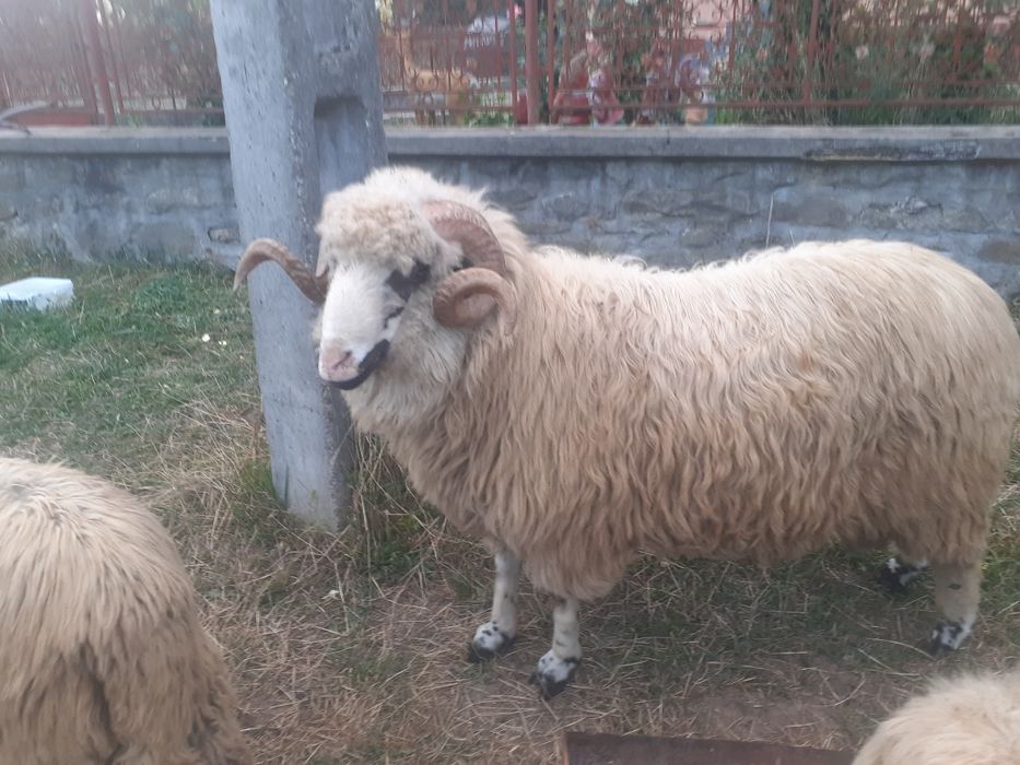 Vând berbeci și berbecuți