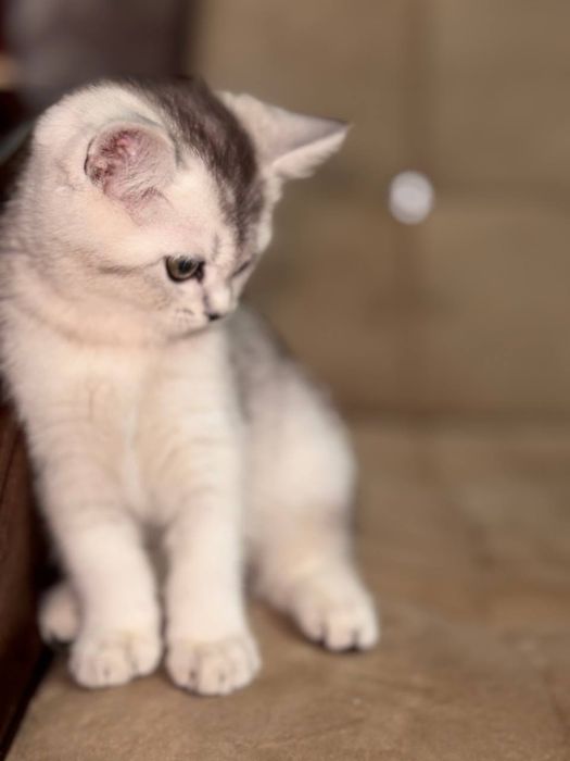 Серебристая шиншила