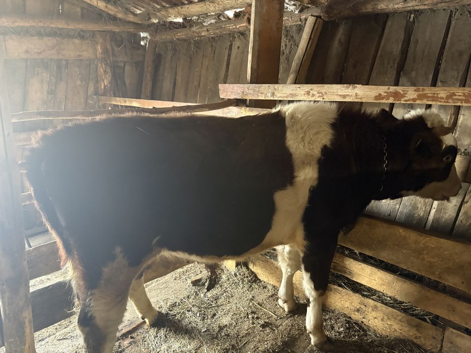 Продам быка год на откорме