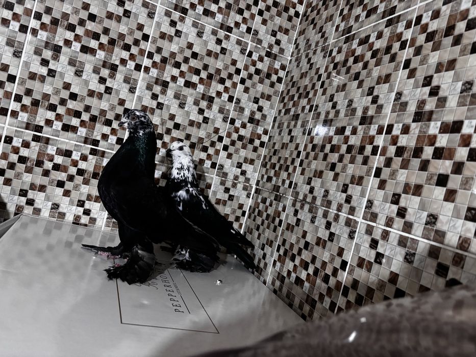 Голуби гульсар самец