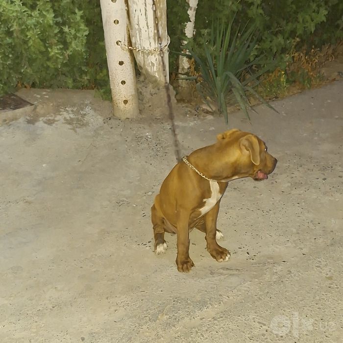 Pitbull Zurini boqaman deganlarga..