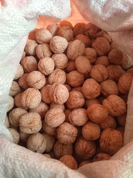 Продадим грецкй орех