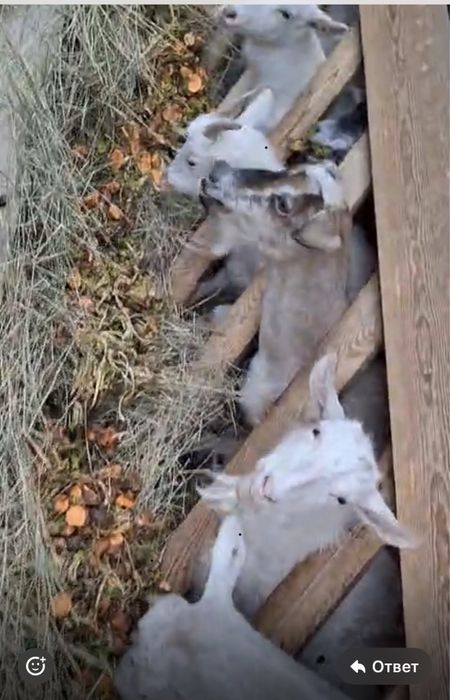 Ешкі сүті, балғын, дәмді