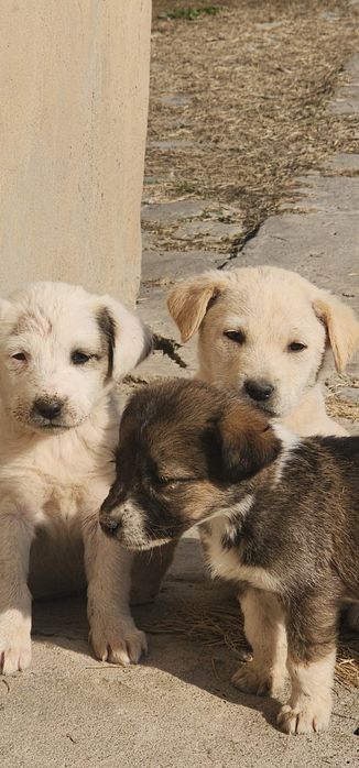 Продаются Щенята в добрые руки.