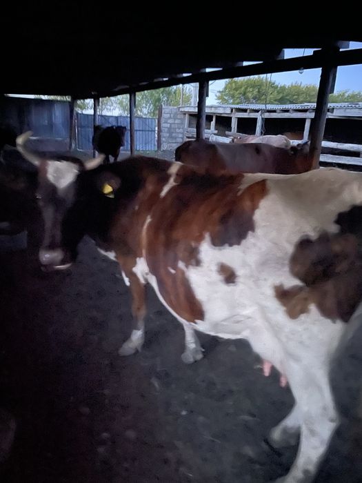 Продам 6 голов крс